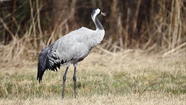 las grullas nos traen historias de kilómetros recorridos