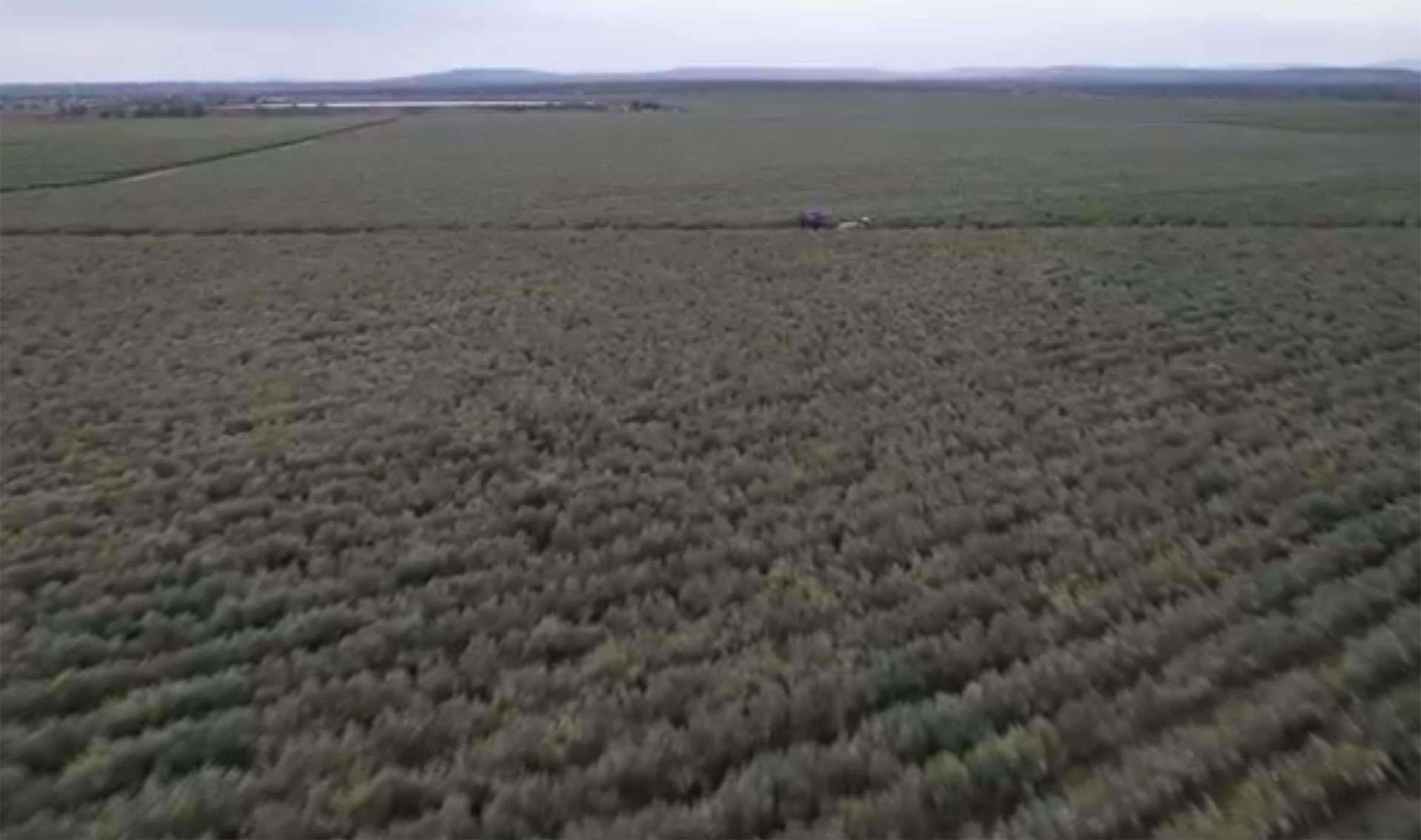 Suelo de olivar arado tras las lluvias, listo para el ciclo vegetativo