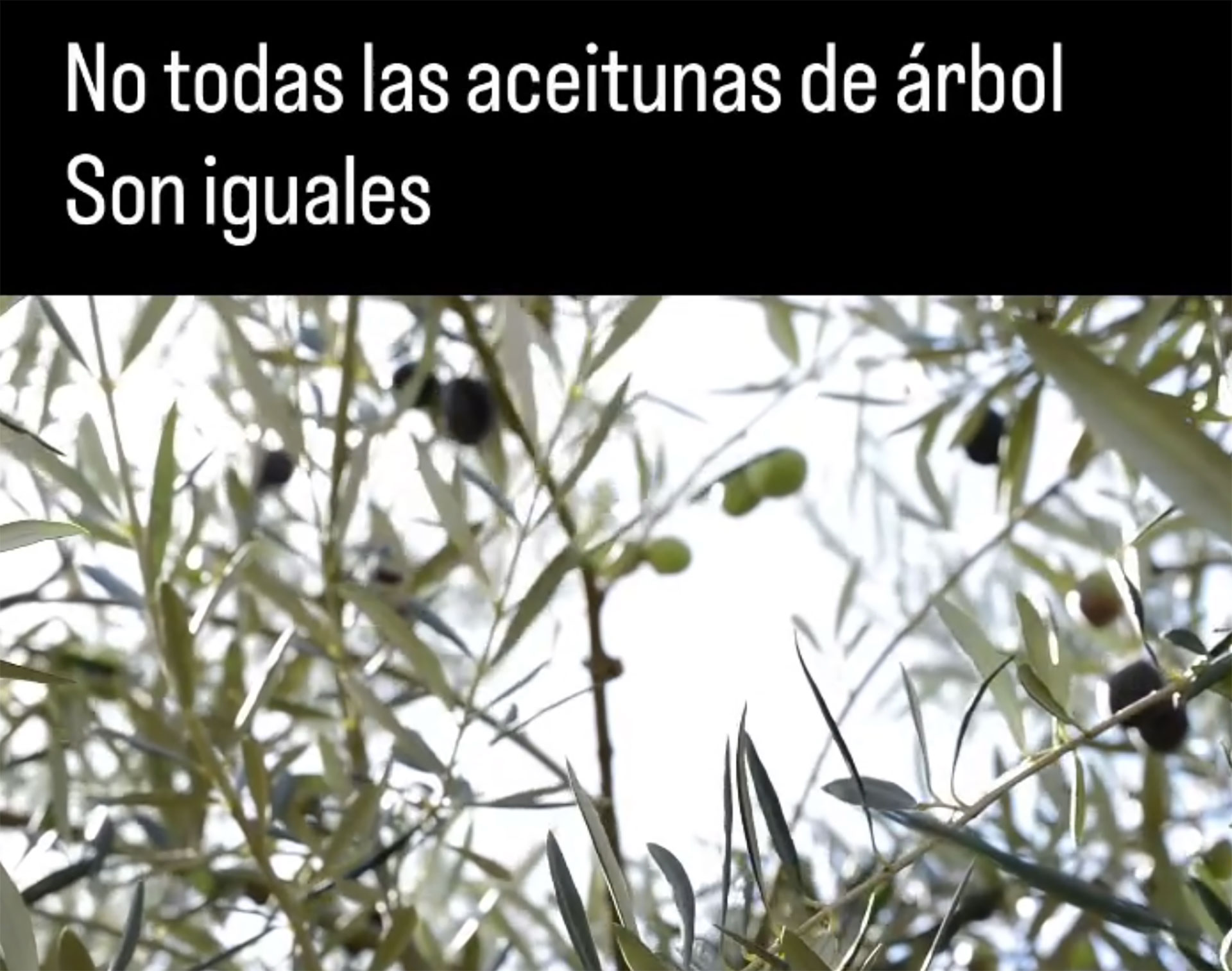 Aceitunas verdes y negras en una rama de olivo, con distinto grado de maduración