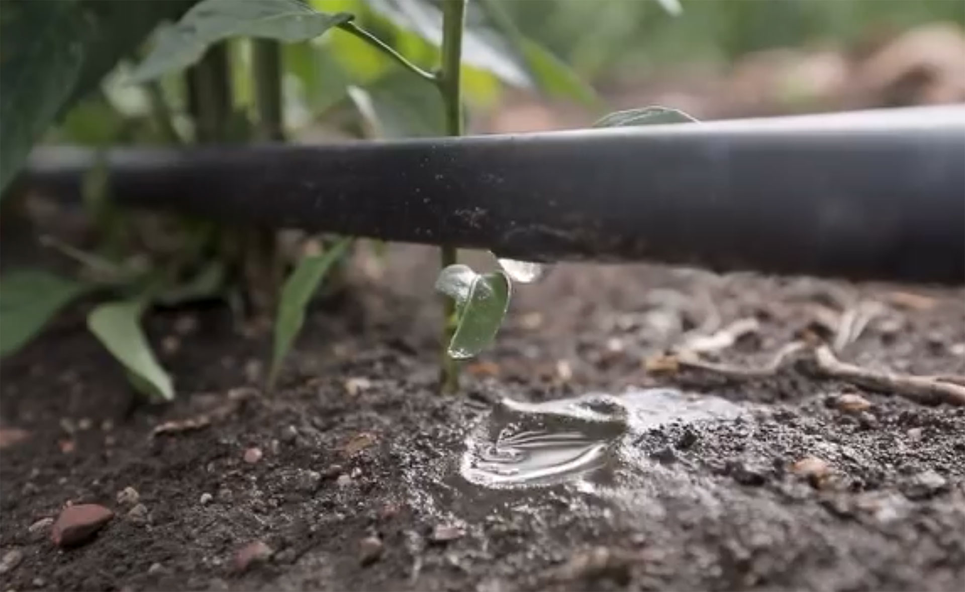 Gotero de riego por goteo aportando agua de forma precisa junto a una planta