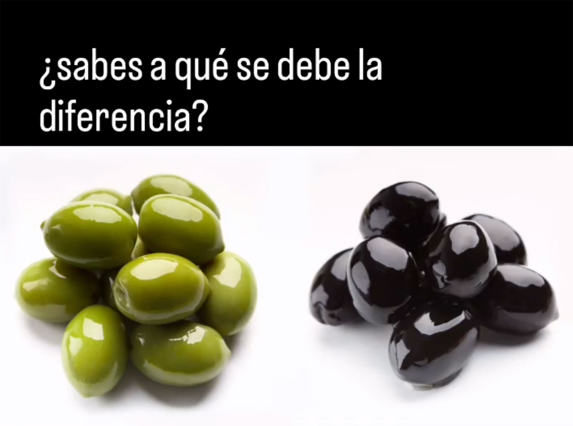 Comparación de aceitunas verdes y aceitunas negras