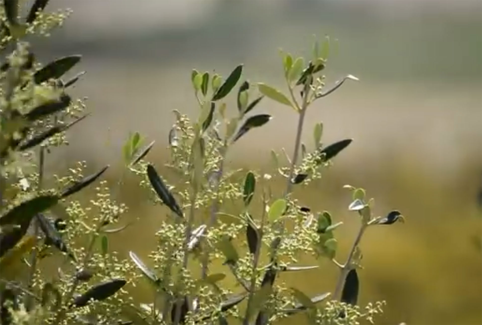 Rama de olivo en flor sin fruto todavía, símbolo del ciclo de vecería