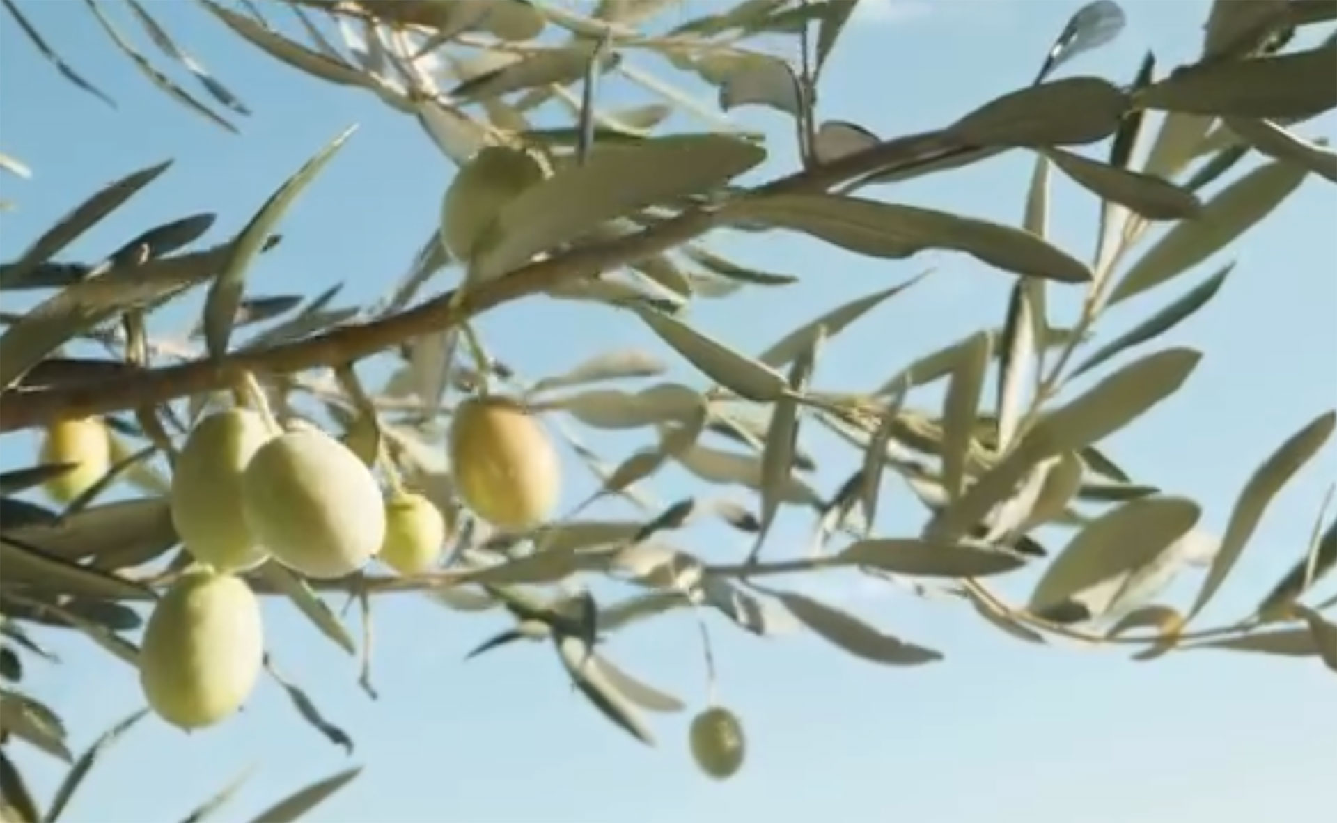 Aceite de oliva virgen extra vertiéndose sobre una cuchara