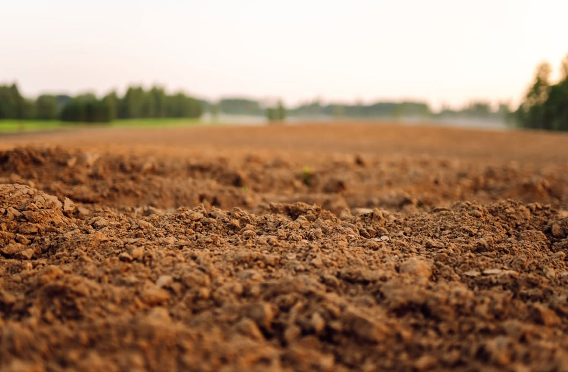 Vista aérea de una amplia finca de olivar con distintas zonas de cultivo
