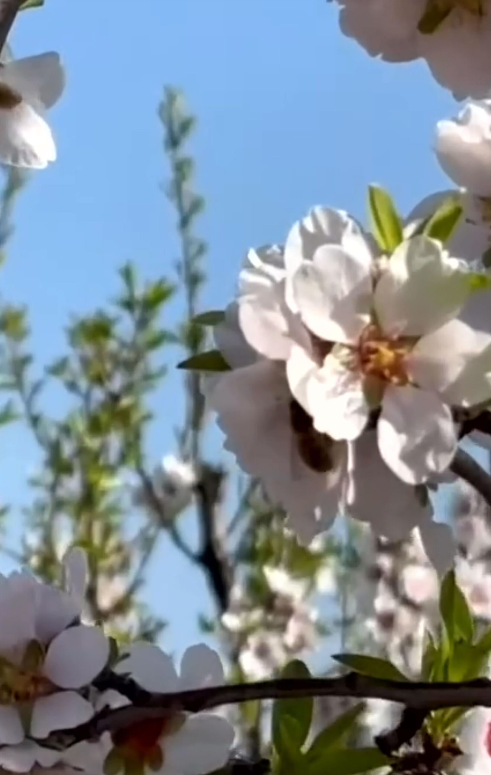 Dispositivo de polinización con abejorros instalado en una rama de almendro