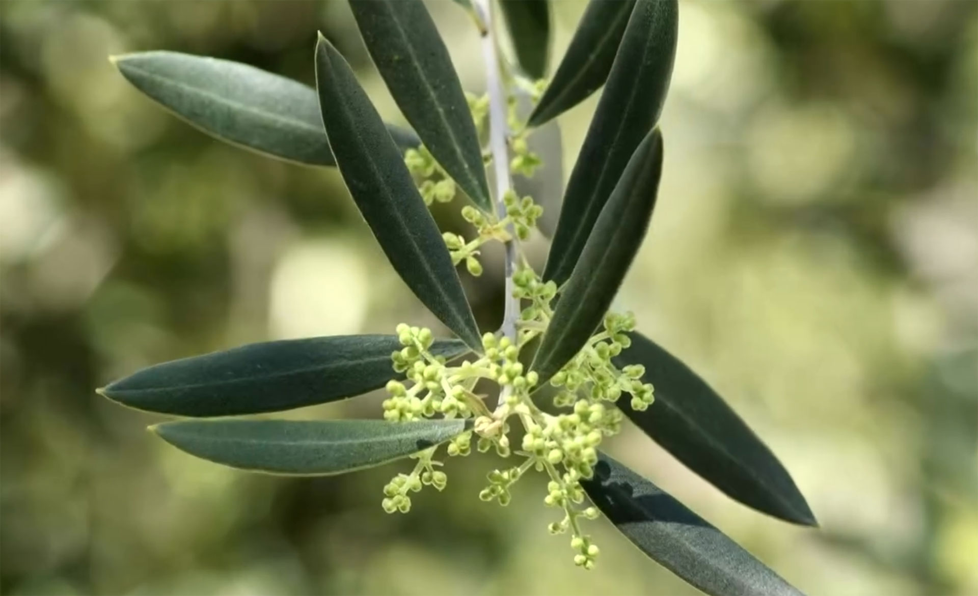 Rama de olivo con brotes florales antes de la floración