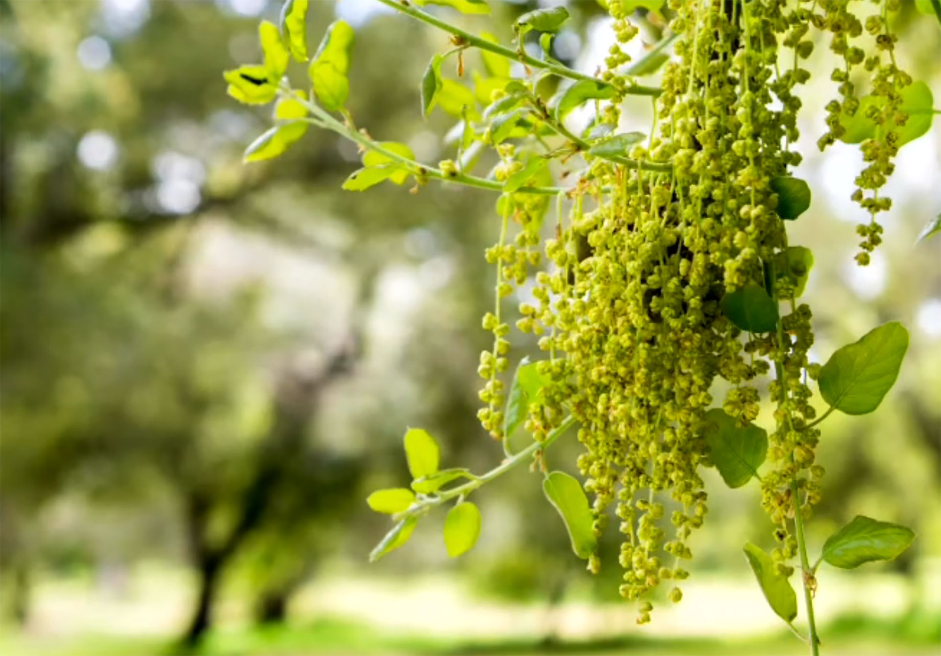 Racimos de flores de olivo en plena floración de primavera