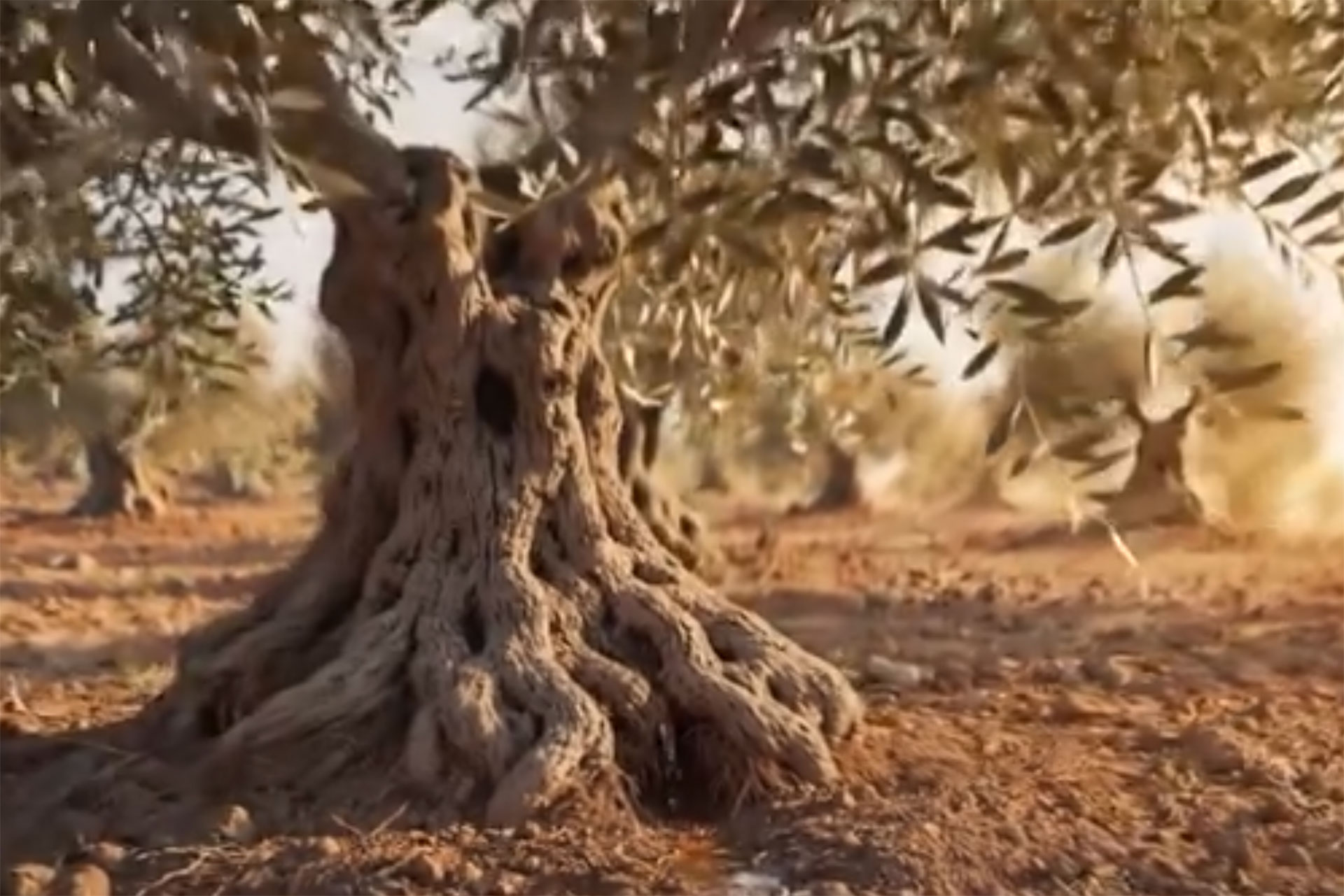 Tronco centenario de olivo, símbolo de la agricultura mediterránea tradicional